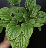 Magazoo Peperomia 'Rana Verde' Plant