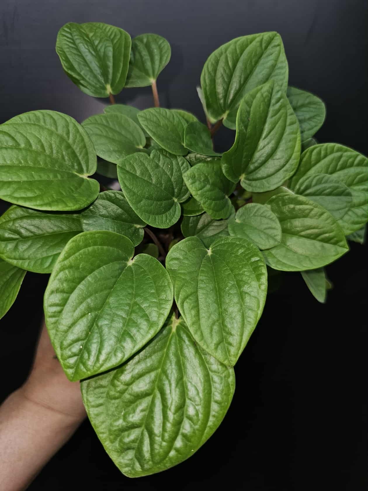 Magazoo Peperomia 'Rana Verde' Plant