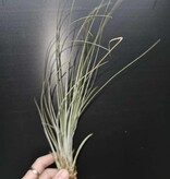Magazoo Tillandsia Juncea Plant
