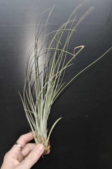 Magazoo Plante Tillandsia Juncea