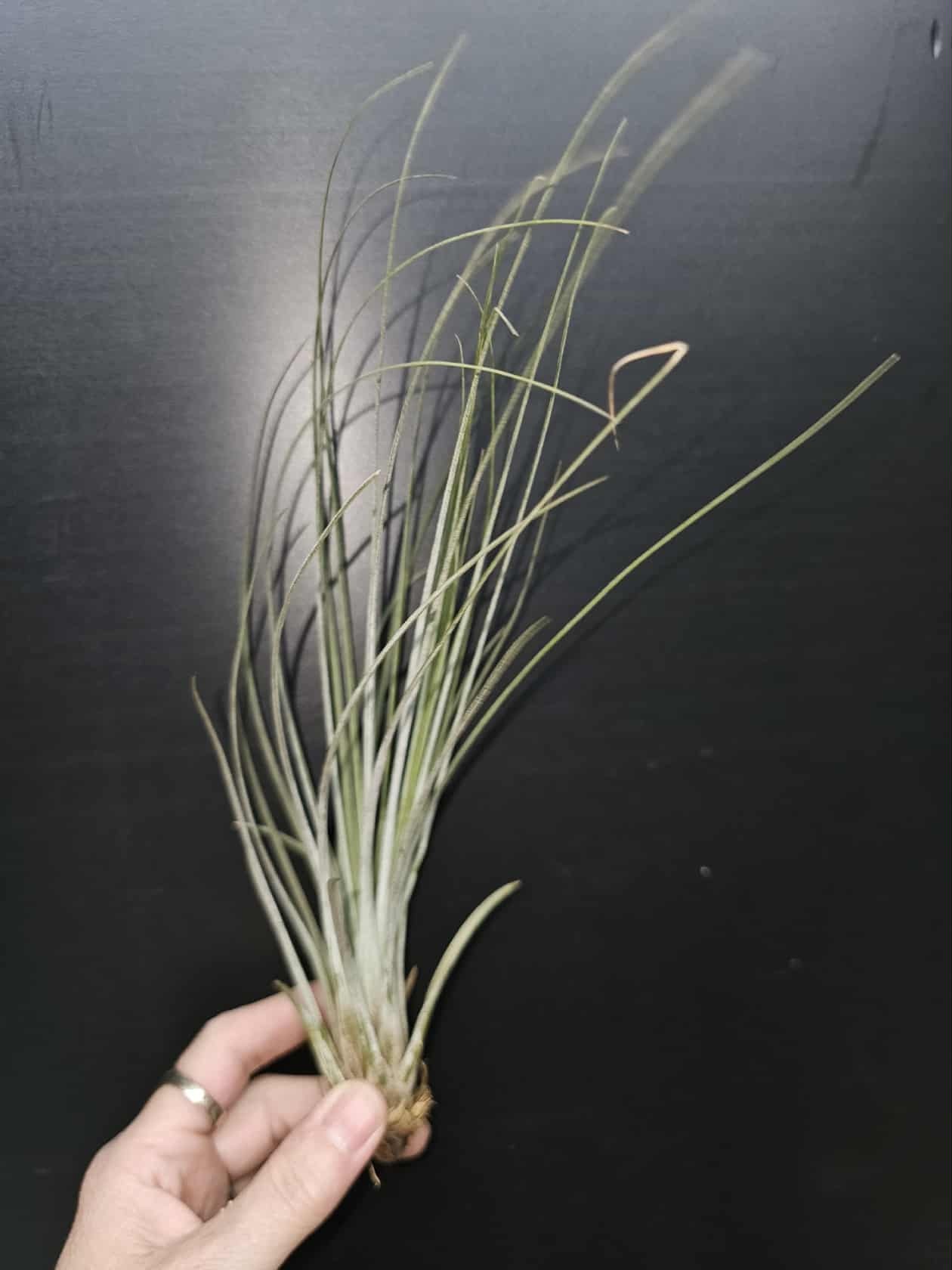 Magazoo Plante Tillandsia Juncea