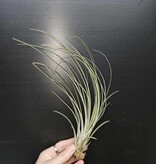 Magazoo Tillandsia Juncea Plant