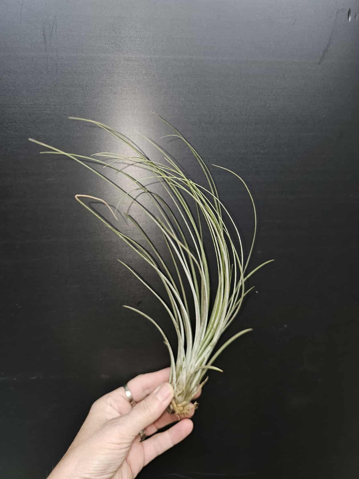 Magazoo Tillandsia Juncea Plant