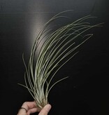 Magazoo Tillandsia Juncea Plant
