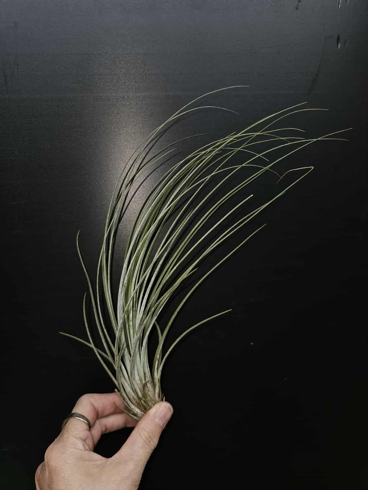 Magazoo Tillandsia Juncea Plant