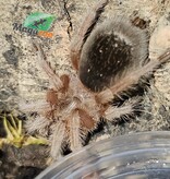 Magazoo Mygale rosée de Porter 1'' Vendu avec enclos/ Grammostola porteri