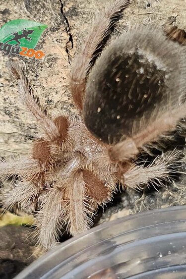 Magazoo Mygale rosée de Porter 1'' Vendu avec enclos/ Grammostola porteri