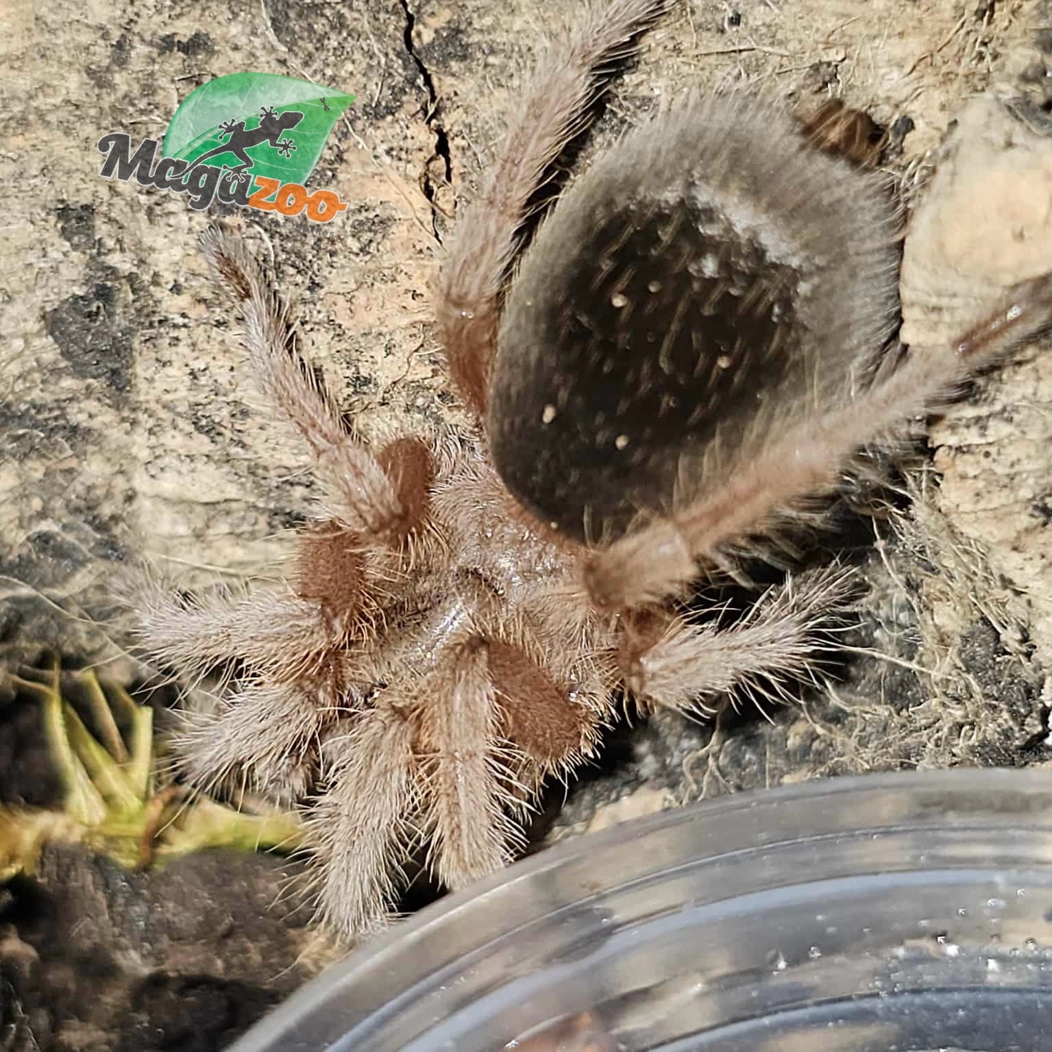 Magazoo Porter's rose hair tarantula 1'' Sold with enclosure/ Grammostola porteri
