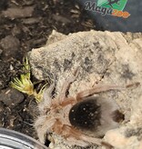 Magazoo Mygale rosée de Porter 1'' Vendu avec enclos/ Grammostola porteri