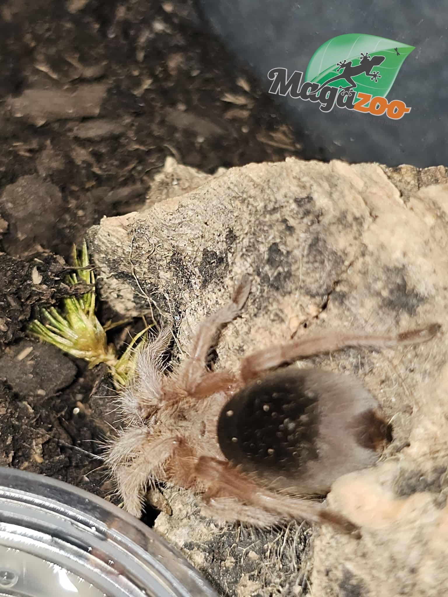 Magazoo Mygale rosée de Porter 1'' Vendu avec enclos/ Grammostola porteri