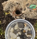Magazoo Mygale rosée de Porter 1'' Vendu avec enclos/ Grammostola porteri