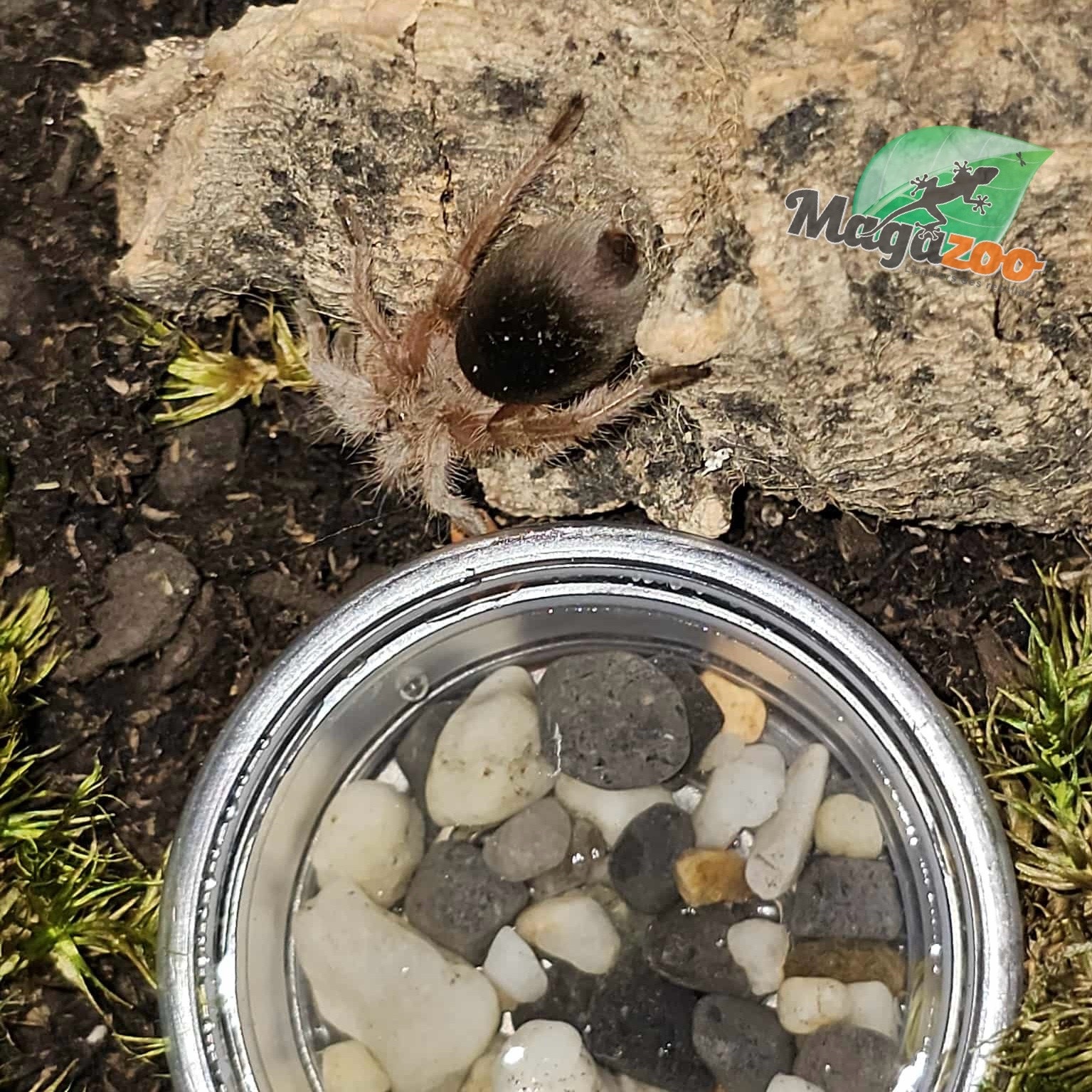 Magazoo Porter's rose hair tarantula 1'' Sold with enclosure/ Grammostola porteri