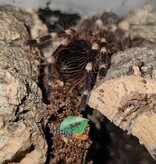 Magazoo White knee tarantula  (1/2'') Sold with enclosure- Acanthoscurria geniculata