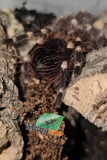 Magazoo White knee tarantula  (1/2'') Sold with enclosure- Acanthoscurria geniculata