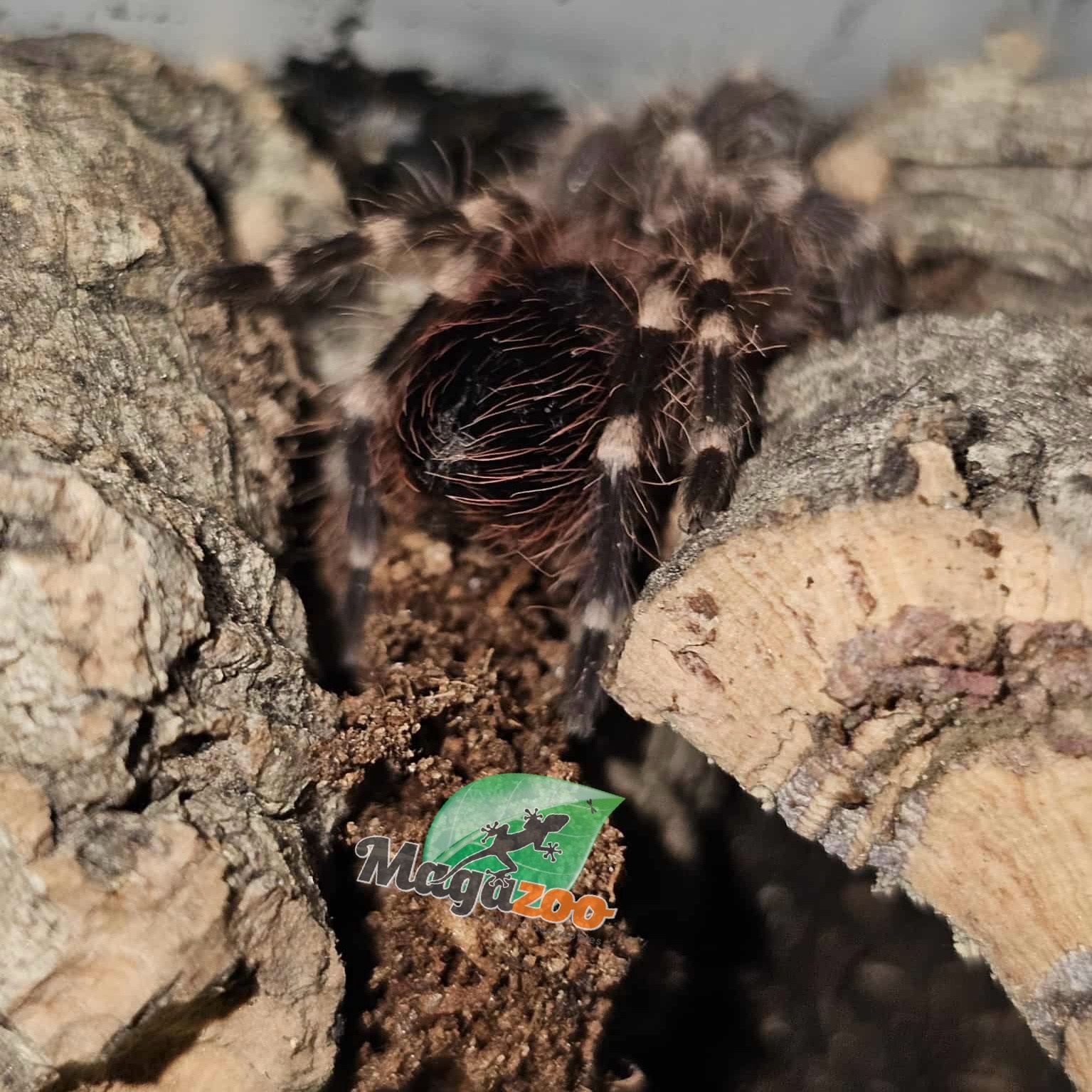 Magazoo White knee tarantula  (1/2'') Sold with enclosure- Acanthoscurria geniculata