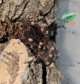 Magazoo White knee tarantula  (1/2'') Sold with enclosure- Acanthoscurria geniculata