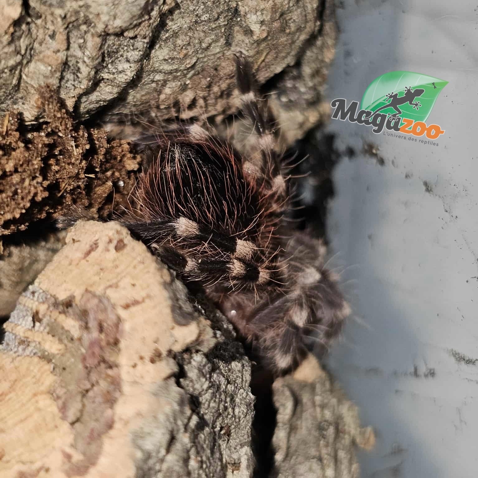 Magazoo Mygale à genoux blancs du Brésil  (1/2'') Vendu avec enclos- Acanthoscurria geniculata