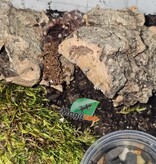 Magazoo Mygale à genoux blancs du Brésil  (1/2'') Vendu avec enclos- Acanthoscurria geniculata