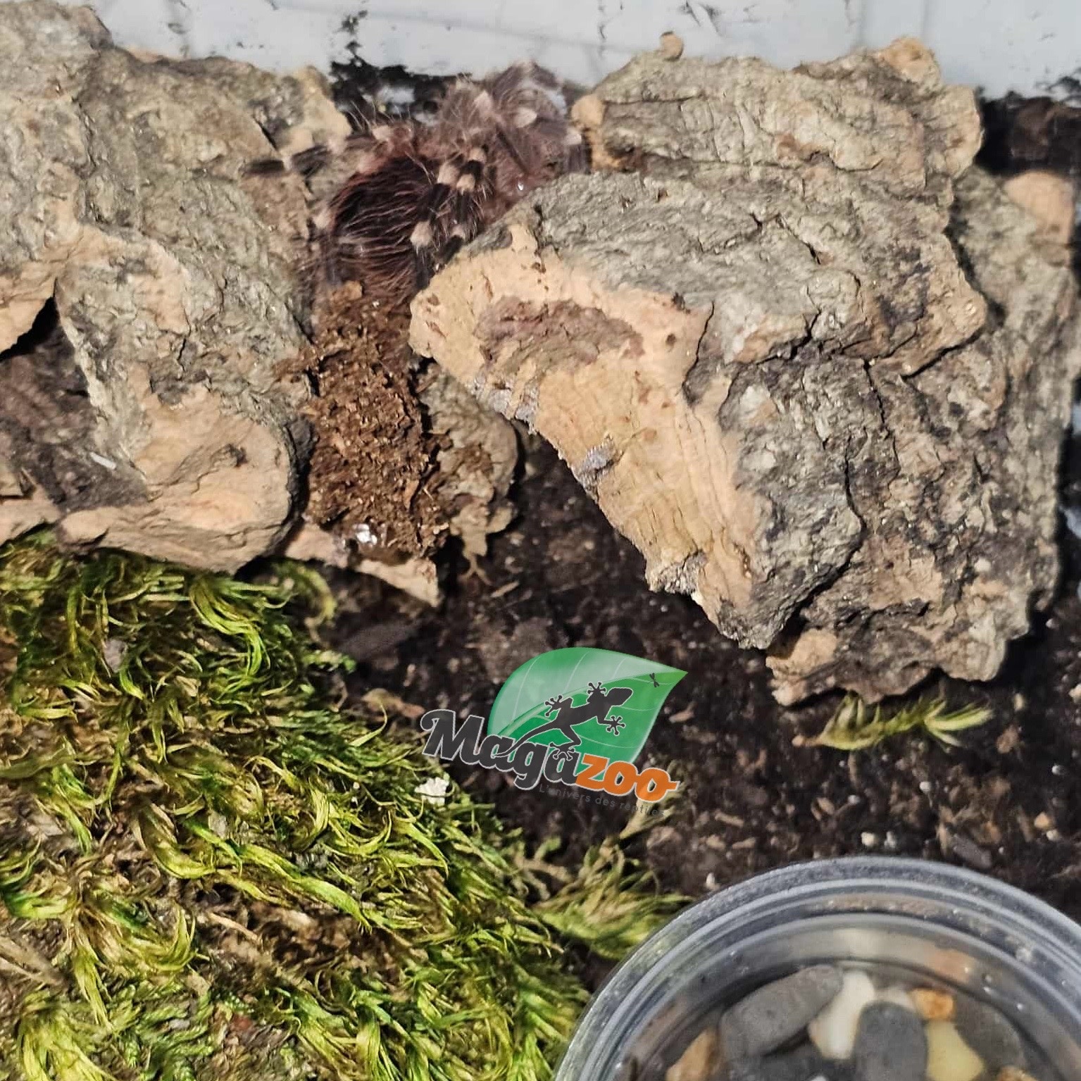 Magazoo White knee tarantula  (1/2'') Sold with enclosure- Acanthoscurria geniculata