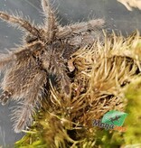 Magazoo Cameroon red tarantula 1.25'' Sold with enclosure/Hysterocrates Cf. gigas