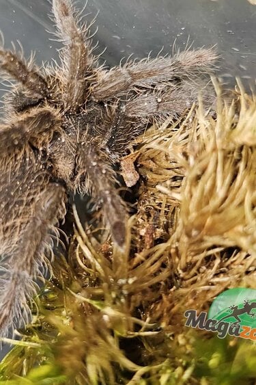 Magazoo Cameroon red tarantula 1.25'' Sold with enclosure/Hysterocrates Cf. gigas