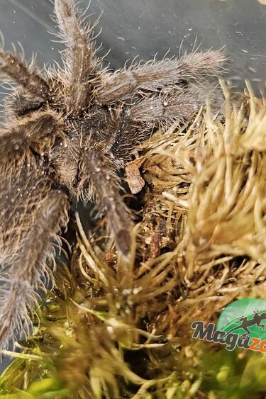 Magazoo Mygale Rouge du Cameroun 1.25'' Vendu avec enclos/Hysterocrates Cf. gigas