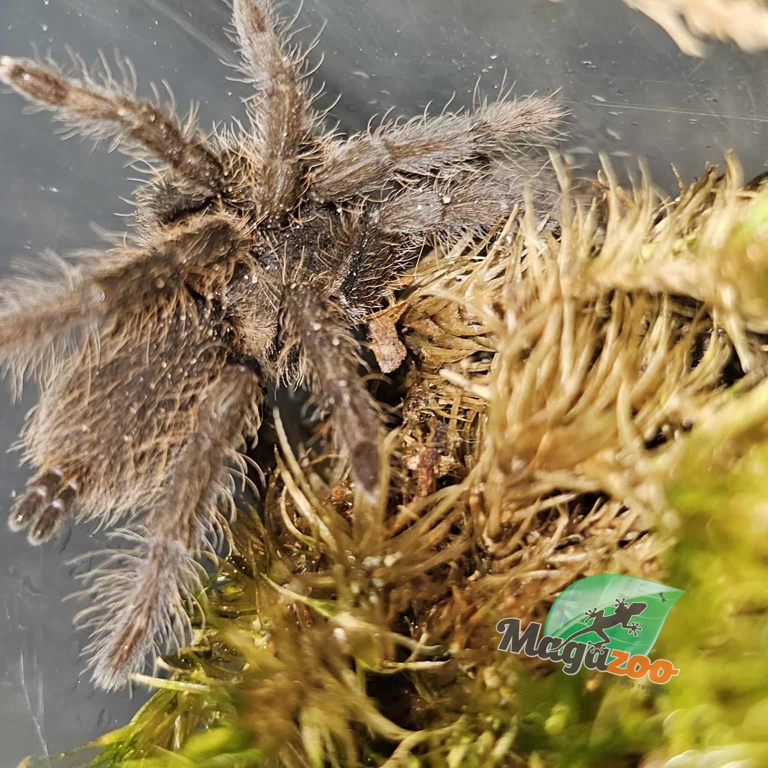 Magazoo Cameroon red tarantula 1.25'' Sold with enclosure/Hysterocrates Cf. gigas