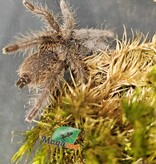 Magazoo Cameroon red tarantula 1.25'' Sold with enclosure/Hysterocrates Cf. gigas