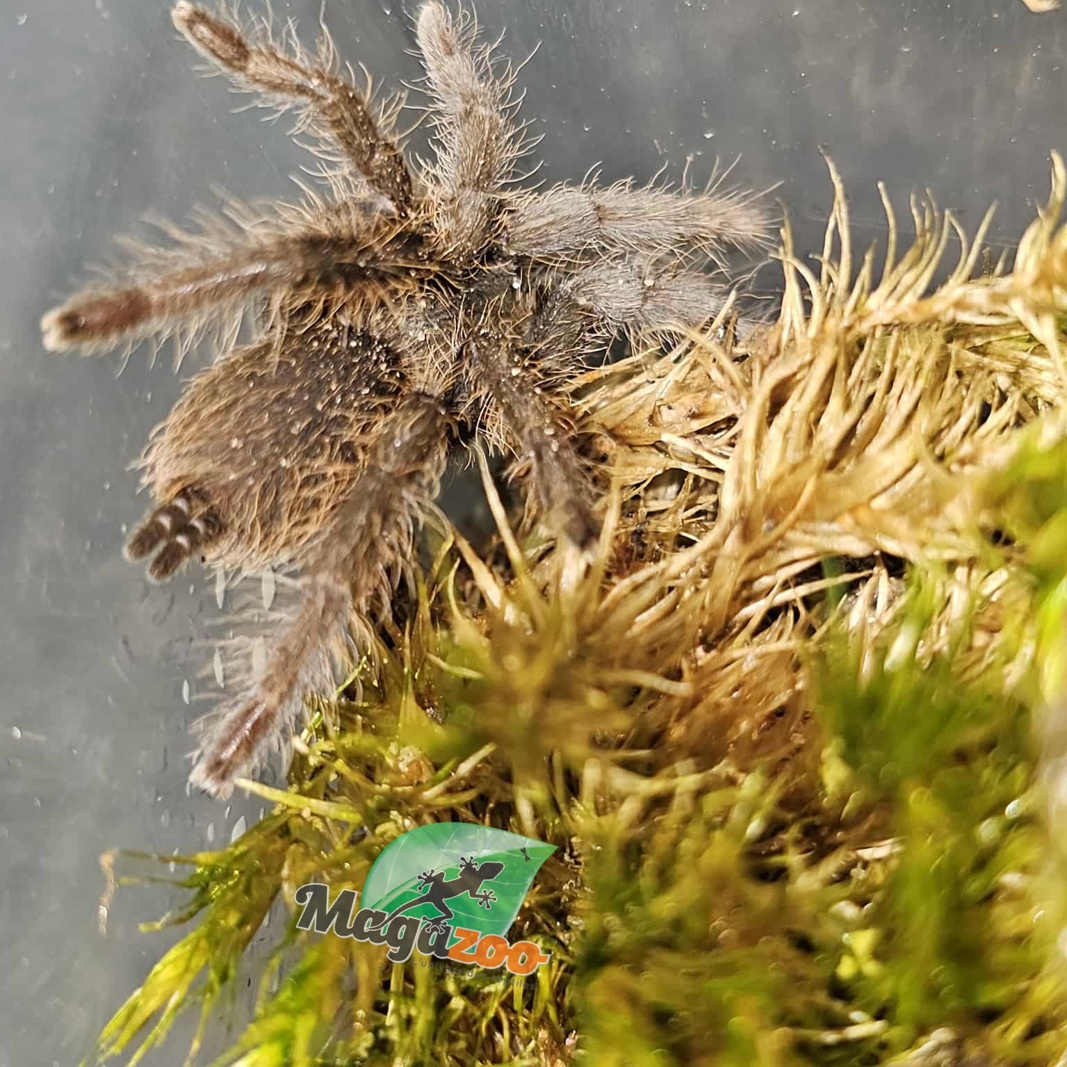 Magazoo Cameroon red tarantula 1.25'' Sold with enclosure/Hysterocrates Cf. gigas