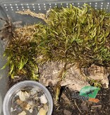 Magazoo Cameroon red tarantula 1.25'' Sold with enclosure/Hysterocrates Cf. gigas