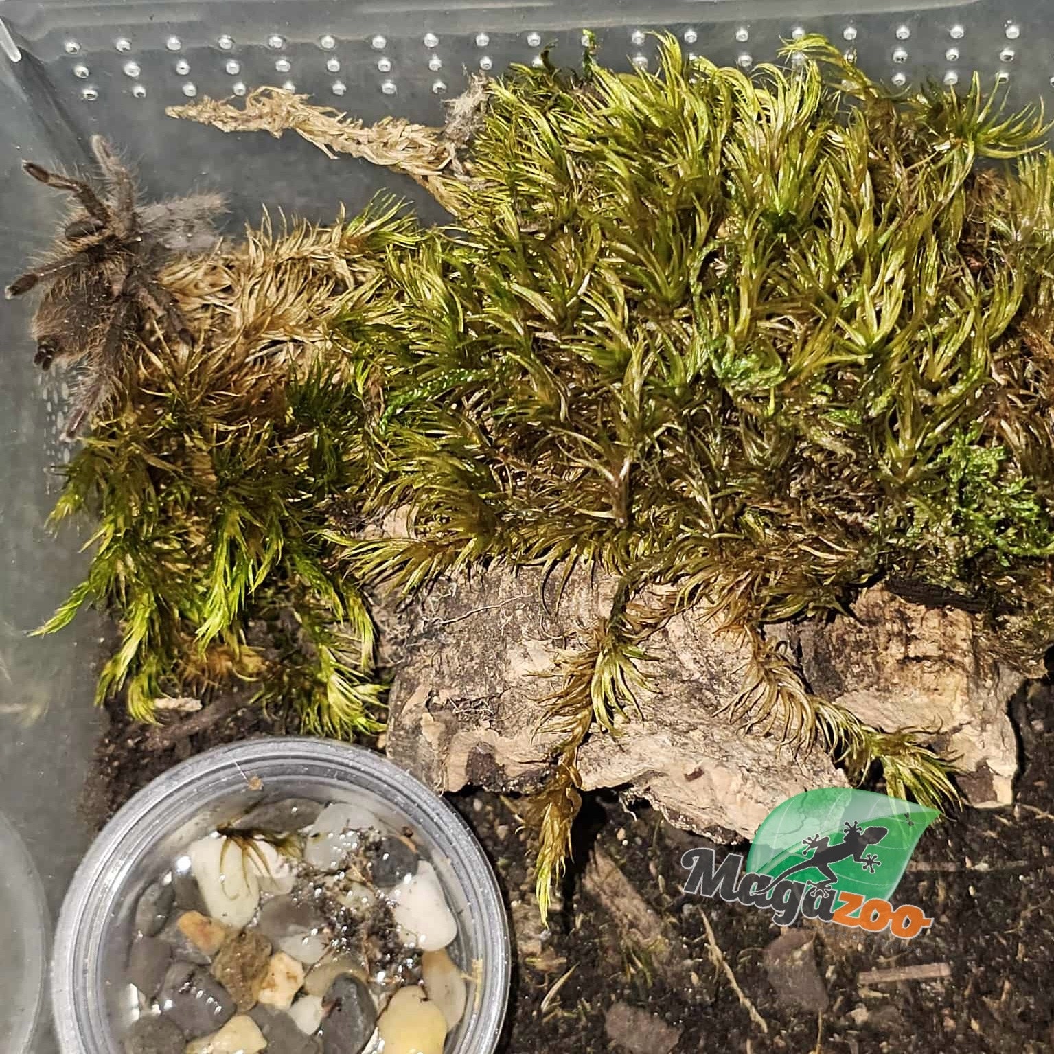 Magazoo Cameroon red tarantula 1.25'' Sold with enclosure/Hysterocrates Cf. gigas