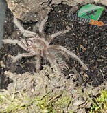 Magazoo Brazilian red birdeater tarantula 1.5'' Sold with enclosure/Lasiodora difficilis