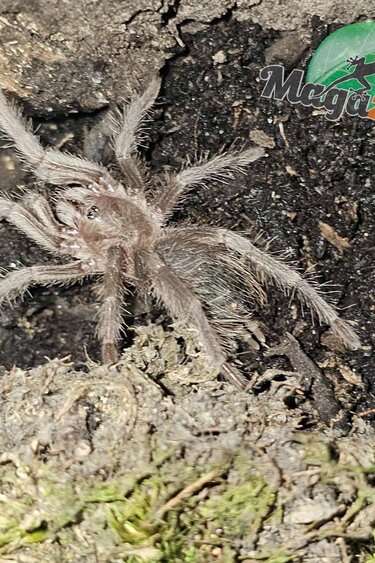 Magazoo Mygale rouge Brésilienne ''Birdeater'' 1.5'' Vendu avec enclos/Lasiodora difficilis