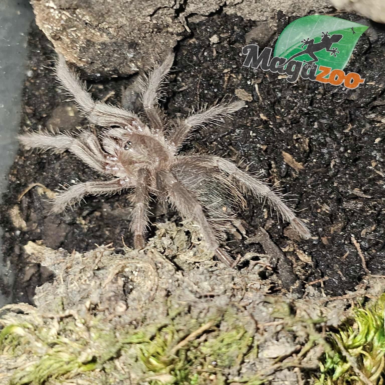 Magazoo Brazilian red birdeater tarantula 1.5'' Sold with enclosure/Lasiodora difficilis