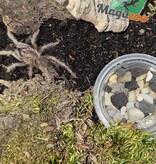 Magazoo Mygale rouge Brésilienne ''Birdeater'' 1.5'' Vendu avec enclos/Lasiodora difficilis