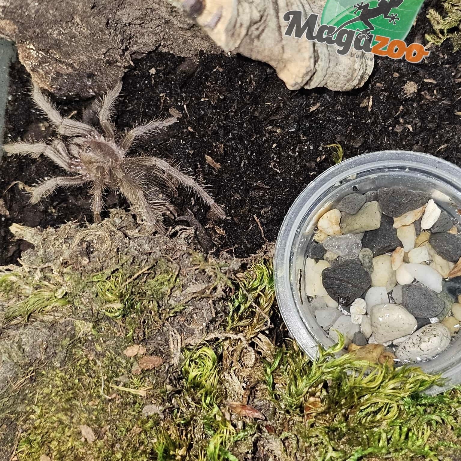 Magazoo Mygale rouge Brésilienne ''Birdeater'' 1.5'' Vendu avec enclos/Lasiodora difficilis