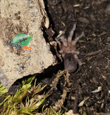 Magazoo Chilean rose tarantula Sold with enclosure / Grammostola rosea (1/2'')