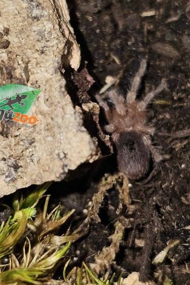 Magazoo Chilean rose tarantula Sold with enclosure / Grammostola rosea (1/2'')