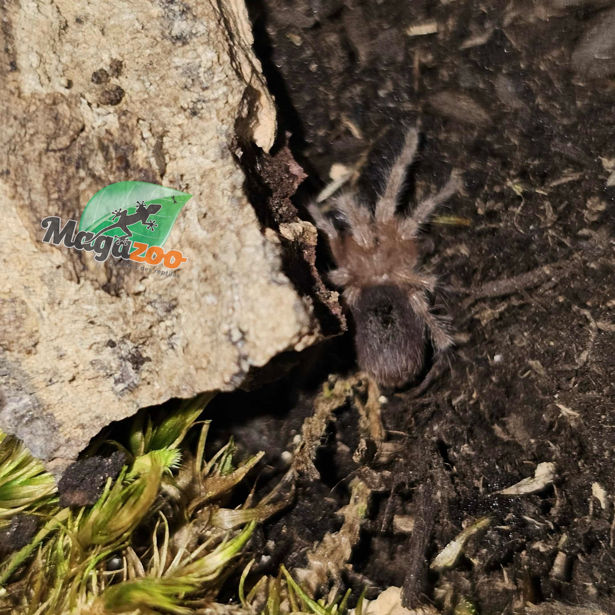 Magazoo Chilean rose tarantula Sold with enclosure / Grammostola rosea (1/2'')