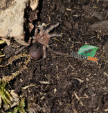 Magazoo Chilean rose tarantula Sold with enclosure / Grammostola rosea (1/2'')