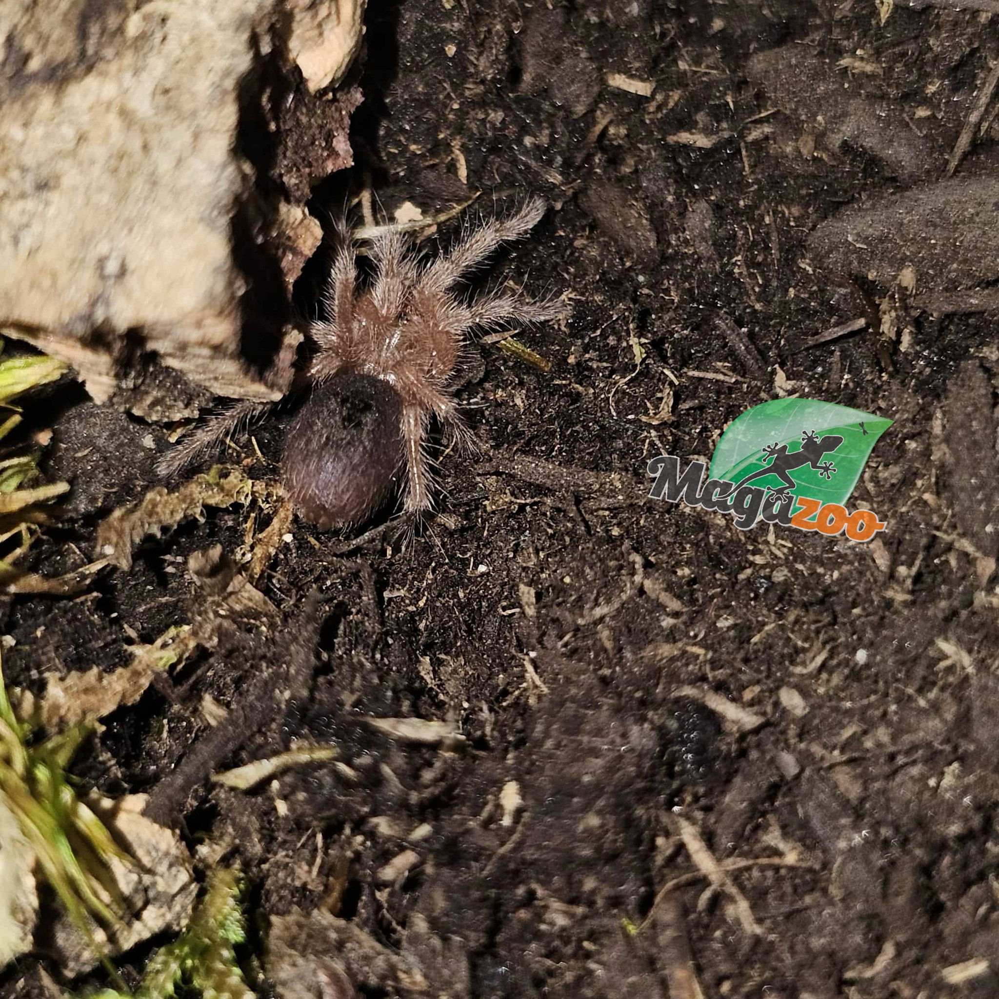 Magazoo Chilean rose tarantula Sold with enclosure / Grammostola rosea (1/2'')