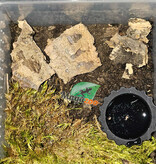 Magazoo Chilean rose tarantula Sold with enclosure / Grammostola rosea (1/2'')