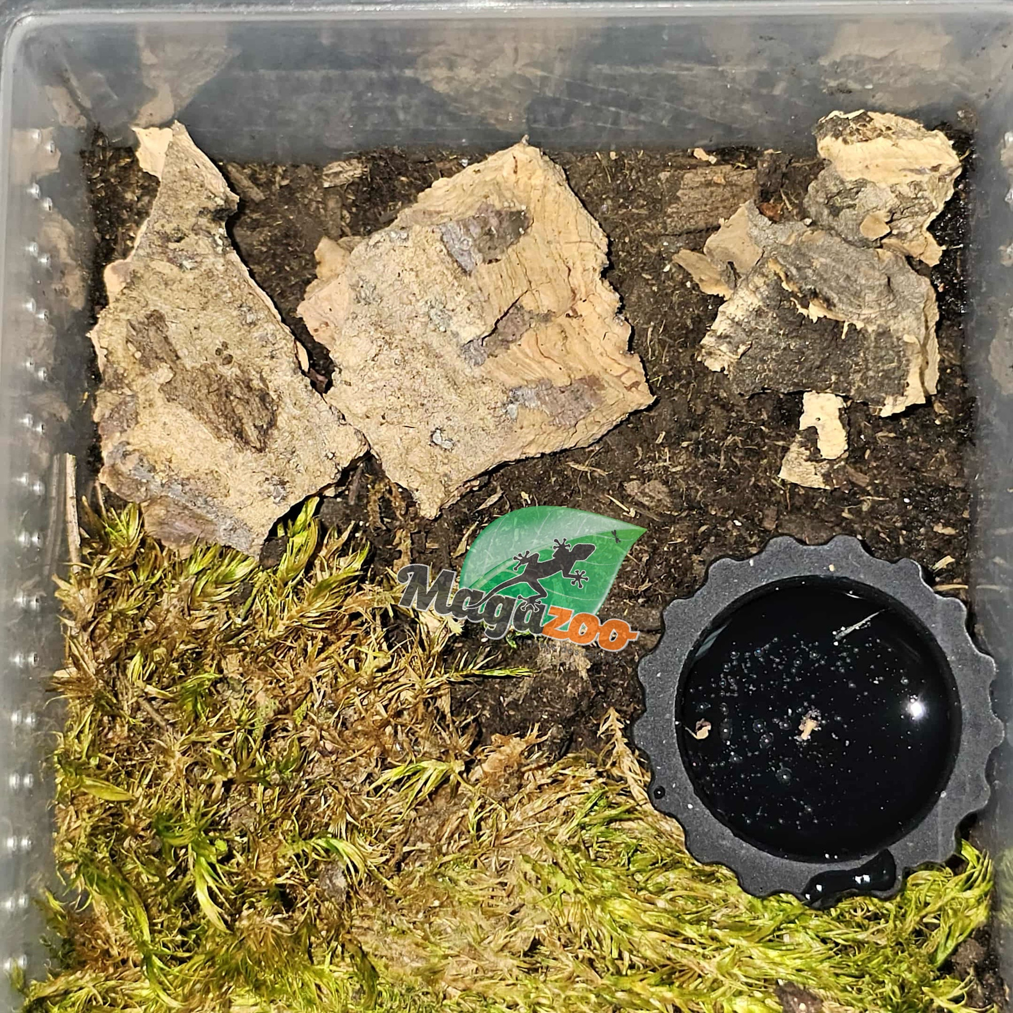 Magazoo Chilean rose tarantula Sold with enclosure / Grammostola rosea (1/2'')