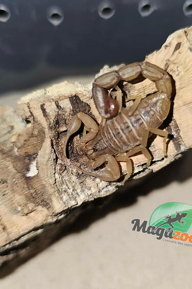 Magazoo Scorpion rouge d'Inde/Hottentotta tamulus