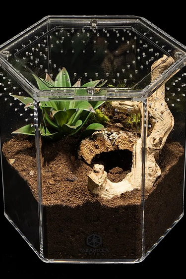 Tarantula Cribs Tarantula Cribs - 8″ Hex Crib 8″x 8″x 8″