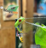 Magazoo Rainette aux Yeux Rouges Bébé (née en captivité)