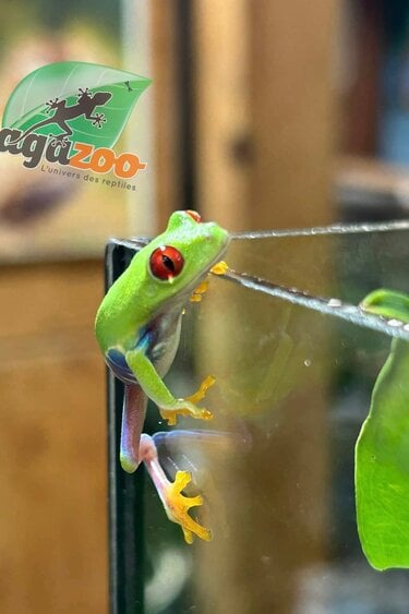 Magazoo Baby Red eyes tree frog (captive born)