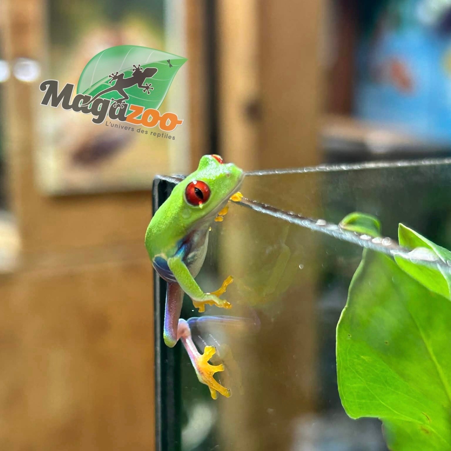 Magazoo Baby Red eyes tree frog (captive born)