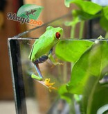 Magazoo Baby Red eyes tree frog (captive born)