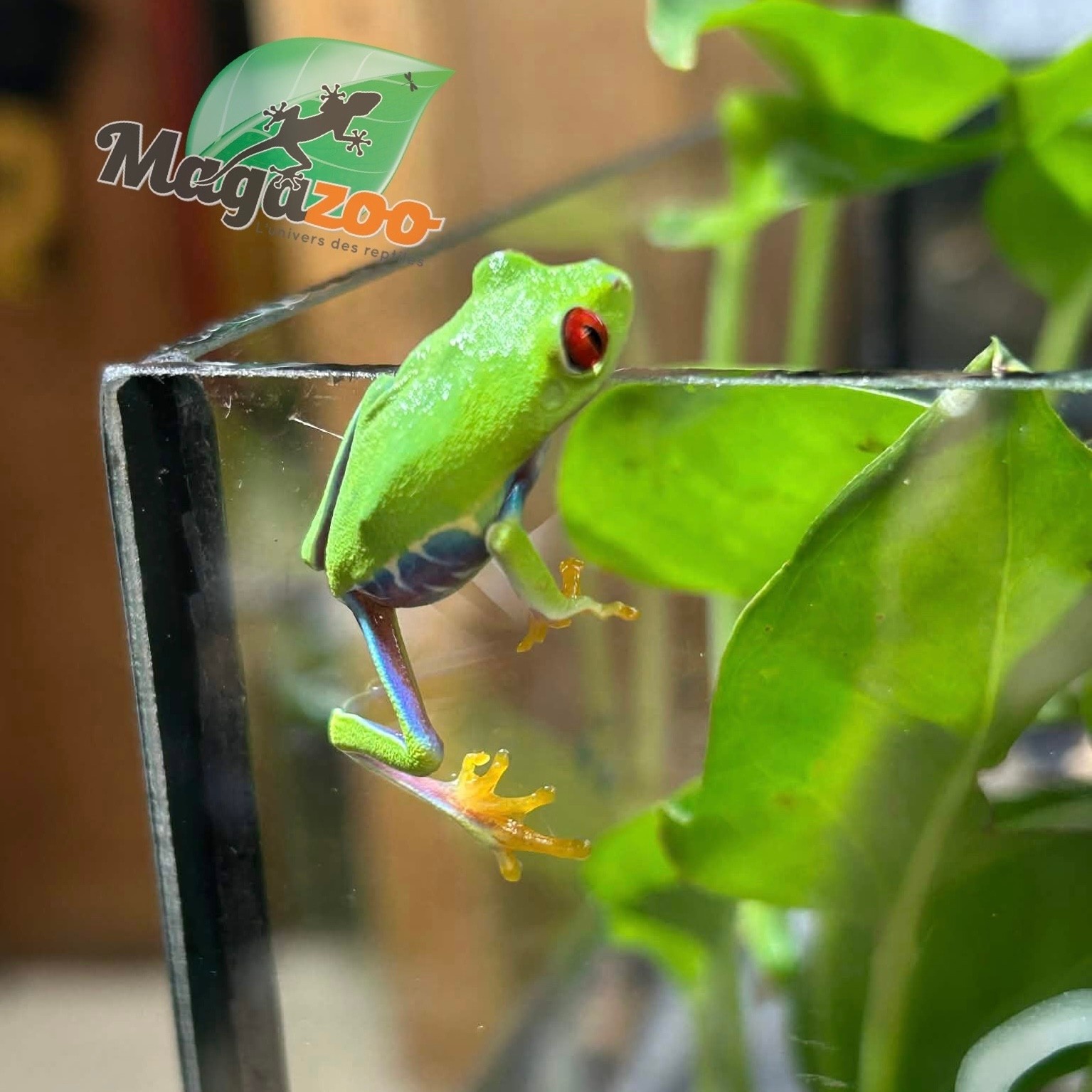 Magazoo Baby Red eyes tree frog (captive born)